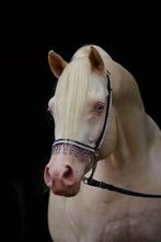 Drie unieke goedgekeurde hengsten! zwarte AV en cremello., Dieren en Toebehoren, Hengst