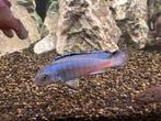 Malawi cichliden, Dieren en Toebehoren, Vis