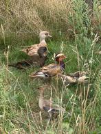 Siereenden, Dieren en Toebehoren, Meerdere dieren, Kip