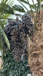 Palmboom zaden - exotische tuin, Tuin en Terras, Bloembollen en Zaden, Ophalen, Gehele jaar, Volle zon, Zaad