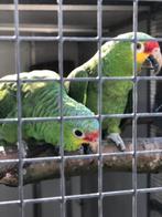 Amazone, Dieren en Toebehoren, Vogels | Parkieten en Papegaaien, Meerdere dieren, Papegaai