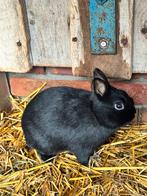 Lotharinger dwerg konijn, Mannelijk, Dwerg, 0 tot 2 jaar