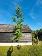 Amberboom Liquidambar styraciflua, Tuin en Terras, Planten | Bomen, In pot, Overige soorten, Volle zon, Ophalen of Verzenden