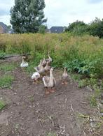 Gansen met jongen, Dieren en Toebehoren, Pluimvee, Kip