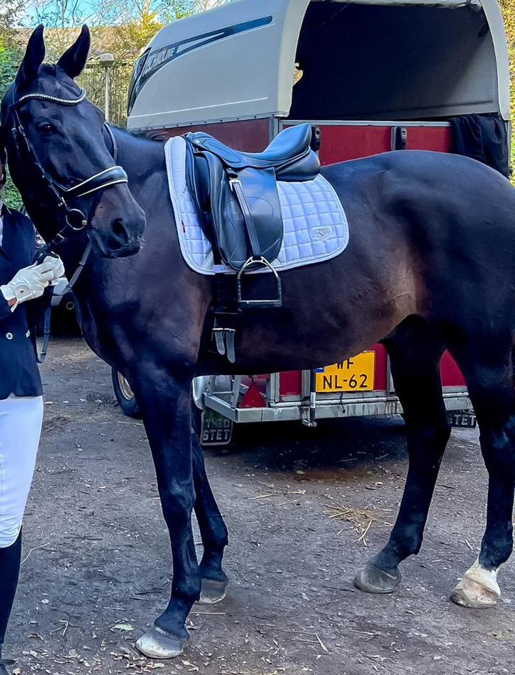 Hulsebos dressuurzadel cc WB4 17,5 inch, Dieren en Toebehoren, Paarden en Pony's | Zadels, Dressuur, Ophalen