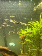 Guppy’s gratis, Dieren en Toebehoren, Vis