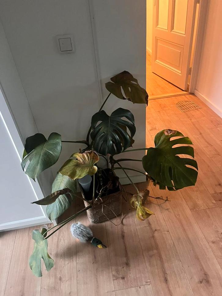 Monstera ZONDER pot, Huis en Inrichting, Kamerplanten, Minder dan 100 cm, Halfschaduw, Ophalen