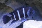 Koppel Wildvang Gibberosa Blue Zaire Moba Frontosa, Vis