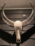 Echte dierenschedel, Ophalen, Zo goed als nieuw, Schedel