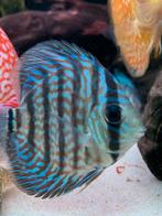 dutch-discus albino heckel royal 10-12 cm €60,00, Vis, Zoetwatervis