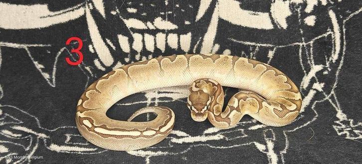 ball python nakweek 2025 15 stuks