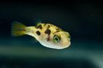 Dwergkogelvis - Carinotetraodon Trevancoricus, Vis, Zoetwatervis