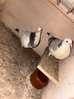 Koppeltje tilduiven, Dieren en Toebehoren, Vogels | Duiven, Meerdere dieren