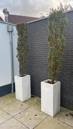 Te koop 2 taxis in pot, Tuin en Terras, Kunststof, Gebruikt, 100 cm of meer, Rond