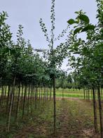 Pruim / pruimenboom | Prunus domestica 'Victoria' | Nu te pl, Tuin en Terras, Planten | Fruitbomen, Pruimenboom, Lente, Volle zon