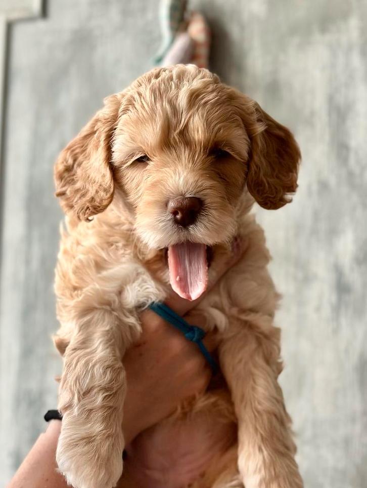 nestaankondiging medium labradoodles. Bruin, zwart en blond, Dieren en Toebehoren, Honden | Retrievers, Spaniëls en Waterhonden