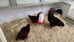 Te koop kruising Rhode island x lohmann legkippen, Dieren en Toebehoren, Meerdere dieren, Kip