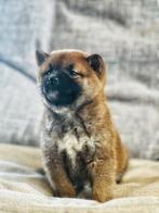Belgische shiba-inu pupjes hier geboren, Dieren en Toebehoren, Honden | Poolhonden, Keeshonden en Oertypen, CDV (hondenziekte)