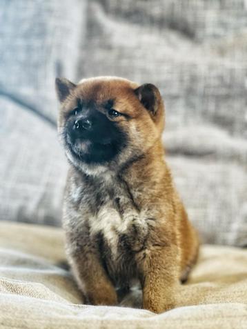 Belgische shiba-inu pupjes hier geboren 