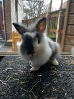 Dwergkonijn, Dieren en Toebehoren, Mannelijk, Dwerg, 0 tot 2 jaar