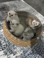 Britse korthaar kittens, Dieren en Toebehoren, Katten en Kittens | Overige Katten, Meerdere dieren, Kortharig, 0 tot 2 jaar