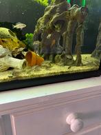 Malawi cichliden jongen ongeveer 4cm, Dieren en Toebehoren, Vissen | Aquariumvissen, Vis