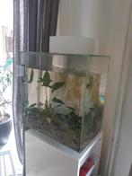 Fluval aquarium model 15391, Dieren en Toebehoren, Vissen | Aquaria en Toebehoren, Gebruikt, Ophalen, Leeg aquarium