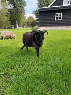 Ouessant schaap stamboek, Dieren en Toebehoren, Mannelijk, Schaap