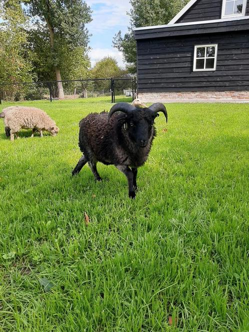 Ouessant schaap stamboek, Dieren en Toebehoren, Schapen, Geiten en Varkens, Schaap, Mannelijk