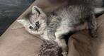 Kittens klaar voor verhuizing!, Meerdere dieren, Kortharig, 0 tot 2 jaar