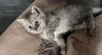 Kittens klaar voor verhuizing! beschikbaar voor biedingen