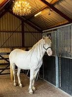 Gezocht bijrijder/verzorger/lease voor brede D pony, Ophalen, Overige soorten