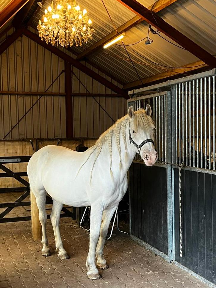 Gezocht bijrijder/verzorger/lease voor brede D pony, Dieren en Toebehoren, Paarden en Pony's | Overige Paardenspullen, Overige soorten