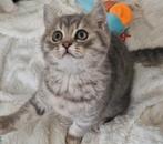 Britse korthaar kittens, Dieren en Toebehoren, Katten en Kittens | Raskatten | Korthaar, Meerdere dieren, Ontwormd, 0 tot 2 jaar