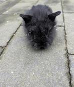 Lief mannetjes konijn 6 weken oud, Dieren en Toebehoren, Konijnen, Mannelijk, Dwerg