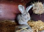 Vlaamse Reus voedster, Dieren en Toebehoren, Konijnen, Vrouwelijk, Groot