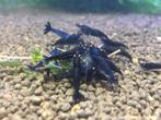 Royal Blue Tijger OE | Caridina shrimps, Zoetwatervis, Kreeft, Krab of Garnaal