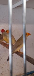 Geelkop pastel Binsastrilden te ruil, Dieren en Toebehoren, Vogels | Overige Vogels