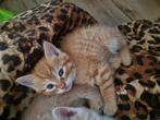 Kittens zoeken gouden mandje, Meerdere dieren