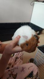 Cavia zeugjes 2x, Dieren en Toebehoren, Knaagdieren, Cavia, December, Vrouwelijk, Tam