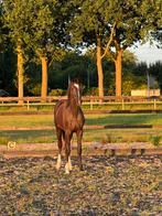 Kwaliteitsvolle hoogbenige jaarlingmerrie van For Ferrero!, Dieren en Toebehoren, Paarden, Merrie, Dressuurpaard, Gechipt, 0 tot 2 jaar