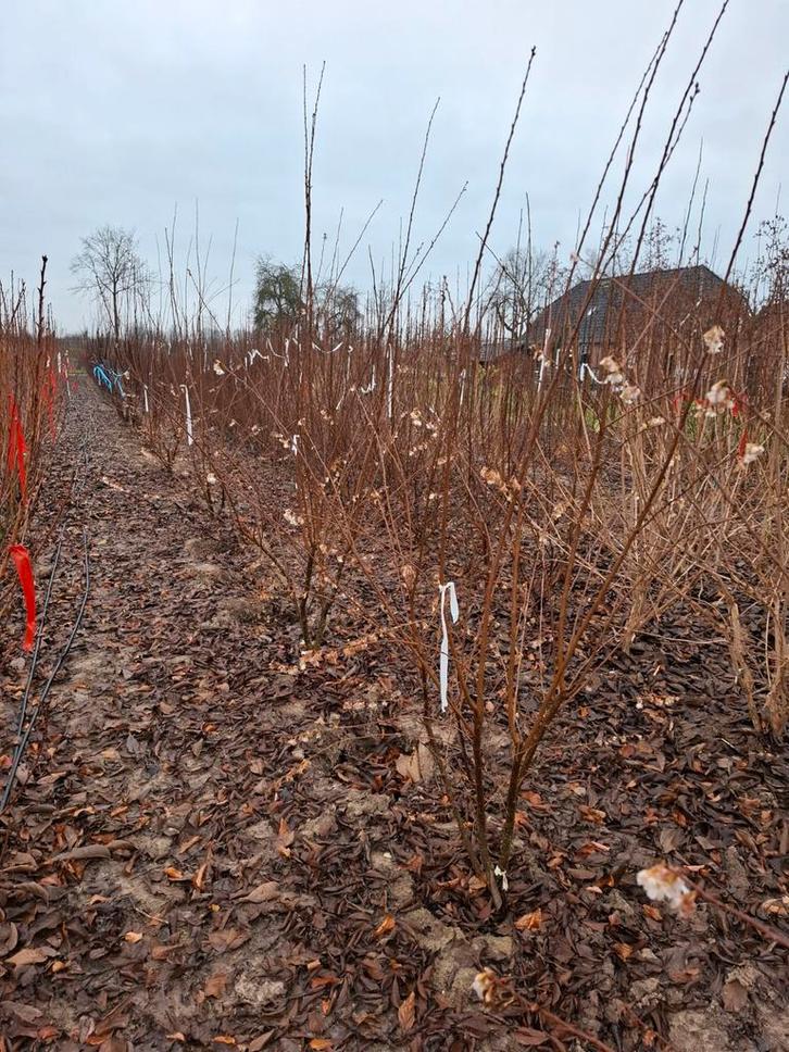 meerstammige sierkers prunus winterbloeiers, Tuin en Terras, Planten | Bomen, Overige soorten, Volle zon, Lente, In pot, Ophalen
