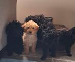 Mini labradoodle pups, Dieren en Toebehoren, Overige rassen, 8 tot 15 weken, Meerdere, Meerdere dieren
