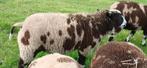 Te koop bonte ramlammeren dekrammen, Dieren en Toebehoren, Schapen, Geiten en Varkens, Mannelijk, Schaap, 0 tot 2 jaar