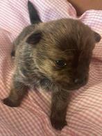 Jackrussel kruising, Dieren en Toebehoren, Rabiës (hondsdolheid), Jack Russell Terriër, 8 tot 15 weken, Teef