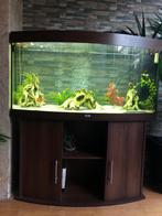 Juwel 300 liter aquarium – compleet pakket!, Ophalen, Gebruikt, Gevuld zoetwateraquarium