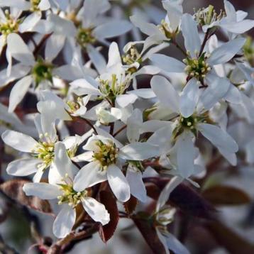 Krentenboompje - meerstammig beschikbaar voor biedingen