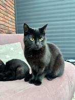 Bombay kittens, Poes, 0 tot 2 jaar