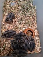 Aangeboden jonge dwerghamsters 6 weken oud, Dieren en Toebehoren, Knaagdieren, Hamster, Meerdere dieren, Tam, Oktober