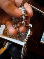 Baby rattenslang, Dieren en Toebehoren, Reptielen en Amfibieën, Slang, 0 tot 2 jaar